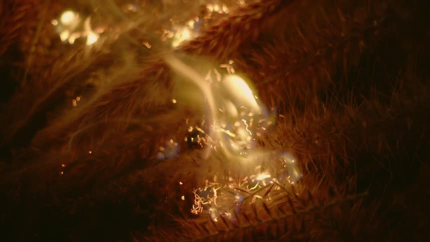 A fire breaks out at night burning branches