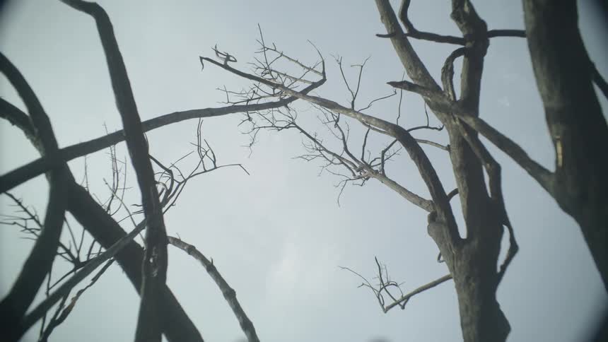 Bare tree limbs reaching into a cloudy sky