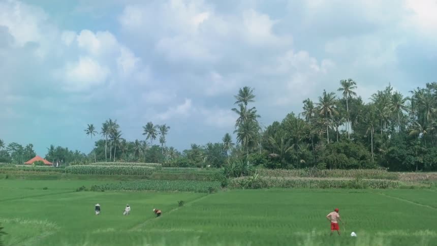 People work in a rural field