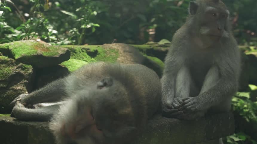 Monkeys are laying and sitting on rocks