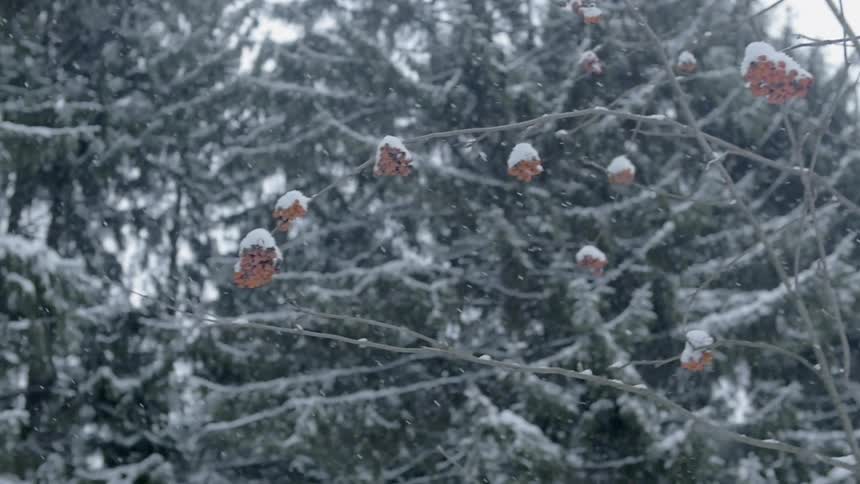Snow falls onto tree branches