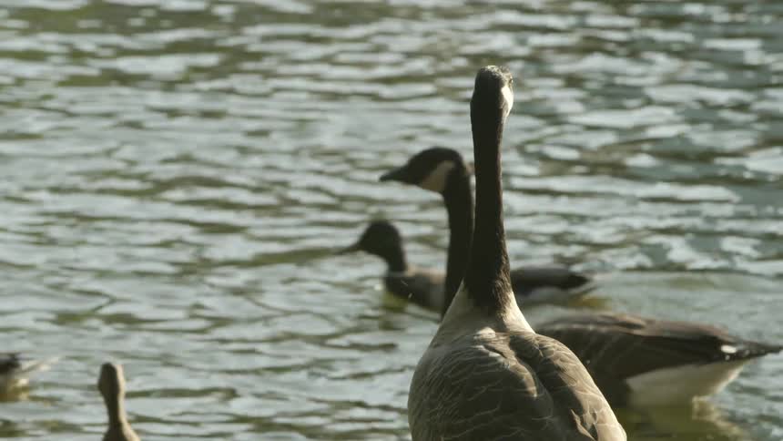 Geese in the water