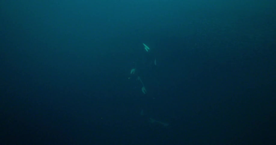 Group of whales swim underwater