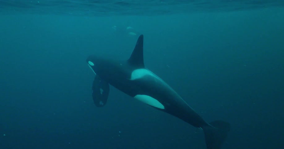 Killer whale swimming in murky waters near the surface