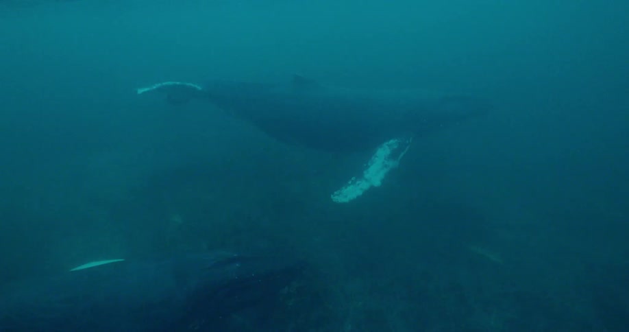 Large whales are swimming in the murky waters