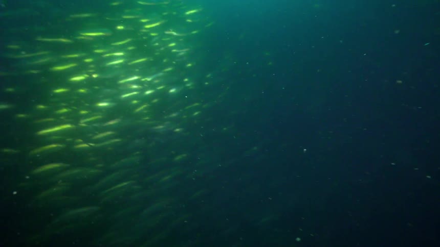 A school of fish swims in the ocean