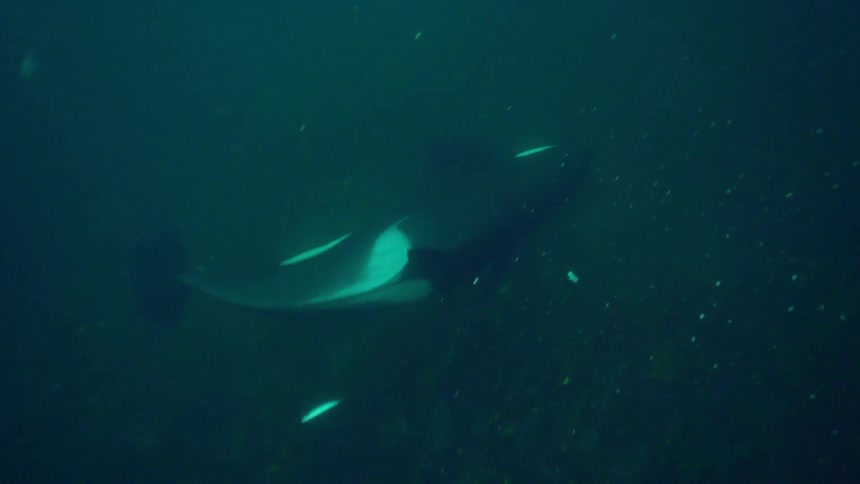 A whale swims underwater