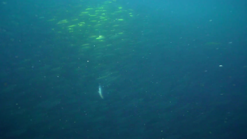 Large school of fish swims in the dark ocean
