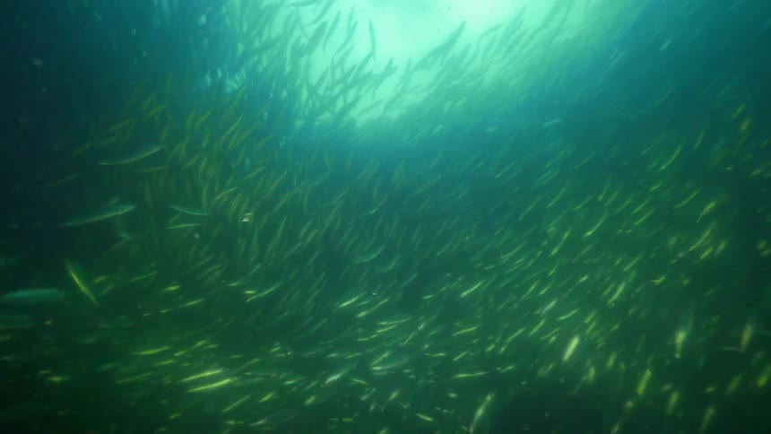 A school of fish changes direction