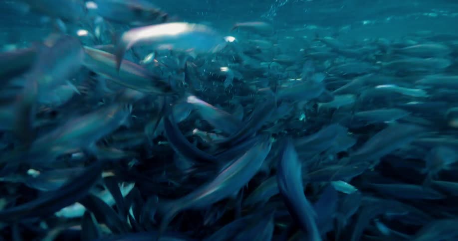 Fish school together and swim under the water