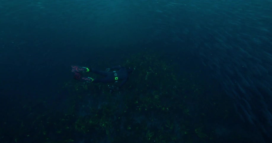 A school of fish is scattering as a diver swims through them underwater in daylight