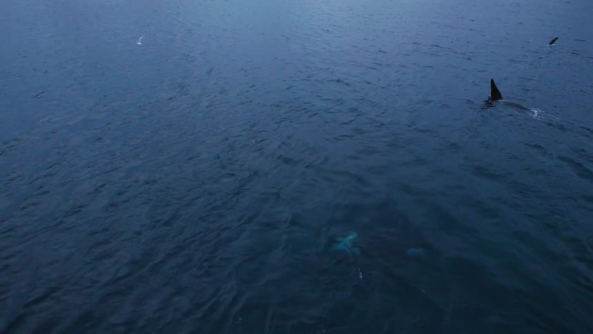 Whales swim in the ocean