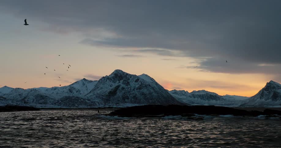 Birds flying over cold waters on a cloudy day with mountains in the distance