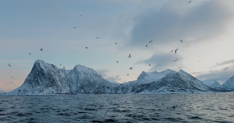 Birds fly above the water