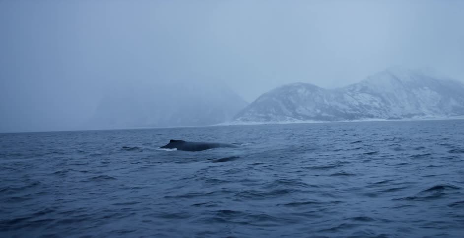 A whale breaches the surface of the water and spews water