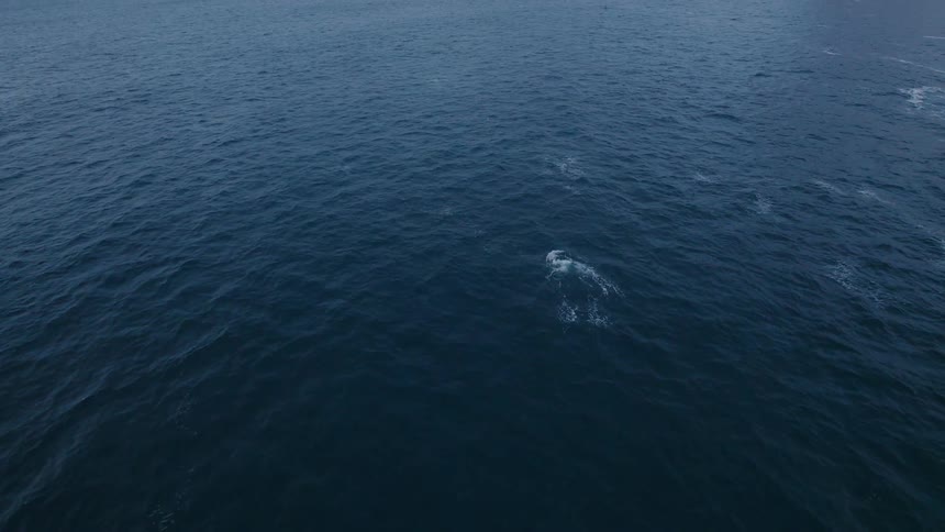 Whale swims in the ocean