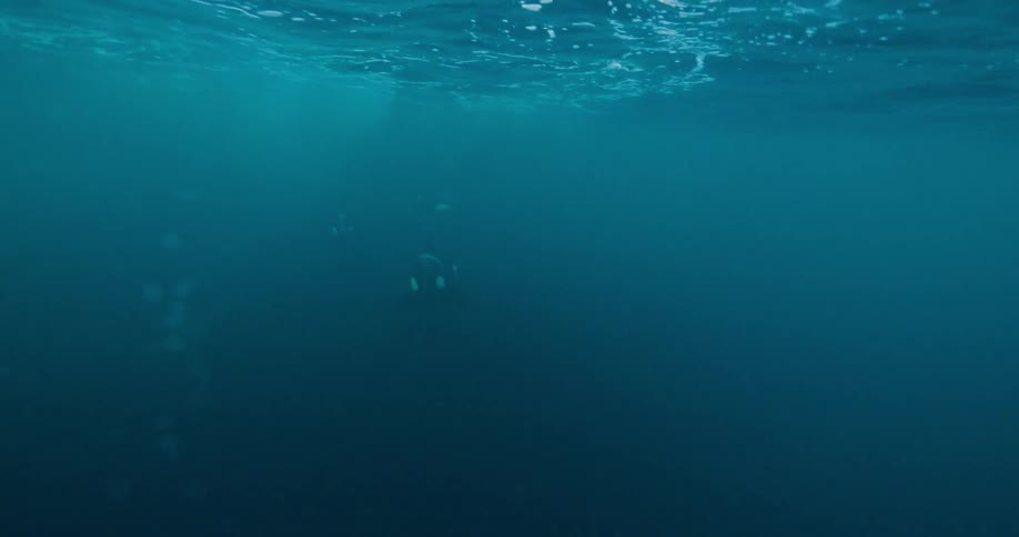 Killer whales swim in the ocean
