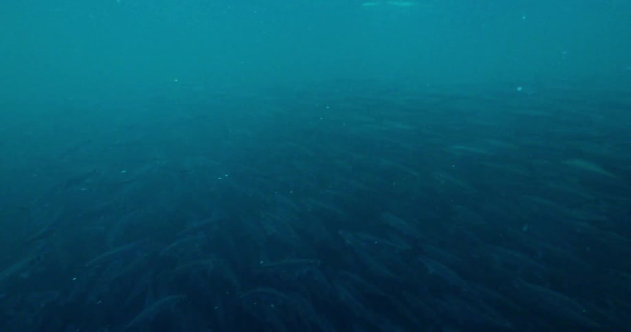 A school of fish swims in the ocean