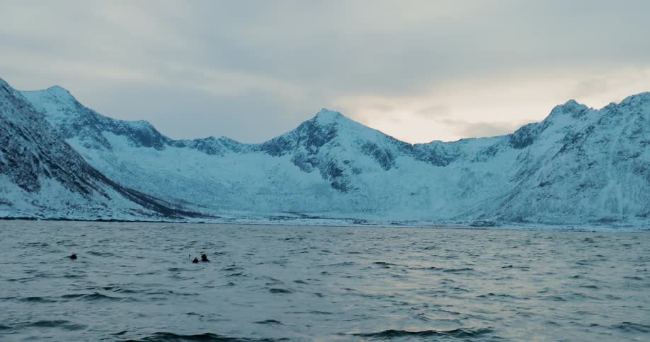 Divers bob in the water near a snow covered shore