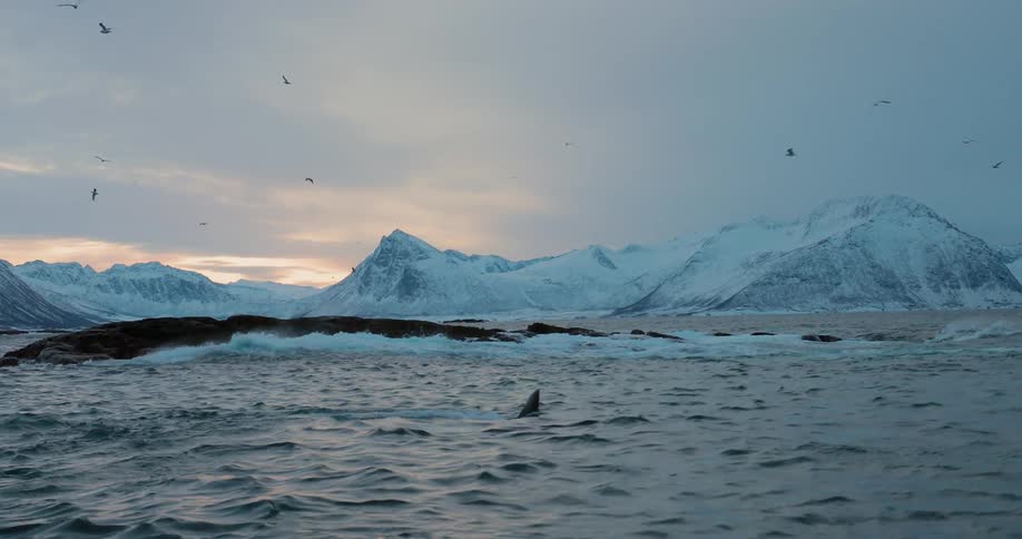 A whale breaches the surface of the sea while lots of birds fly overhead
