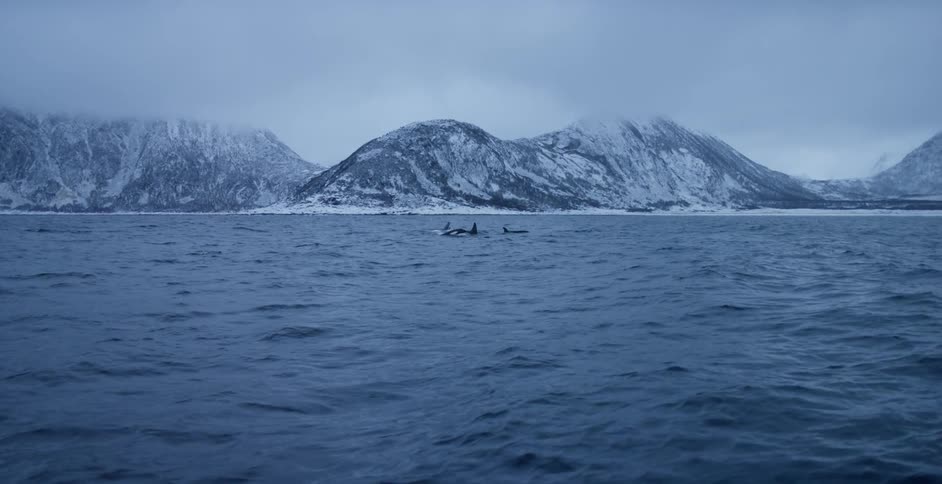 Whales swim at the surface of the ocean on a cloudy day