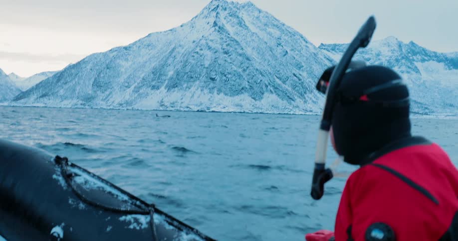 A person looks out at swimming whales