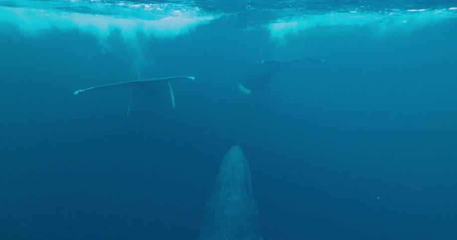 Whales swim in an ocean