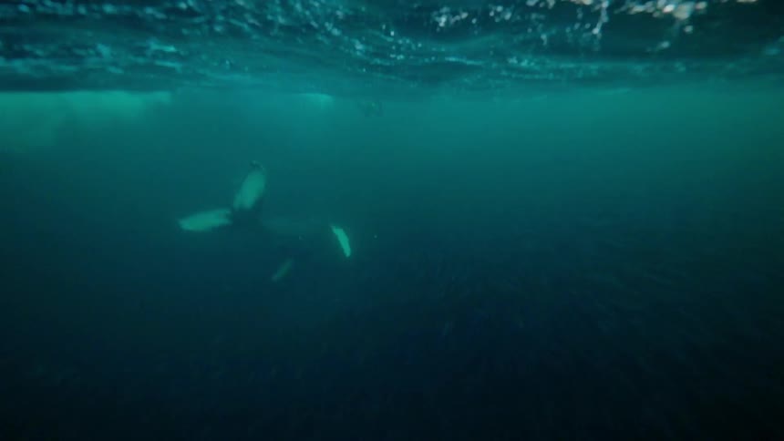 A whale swims underwater through a school of fish