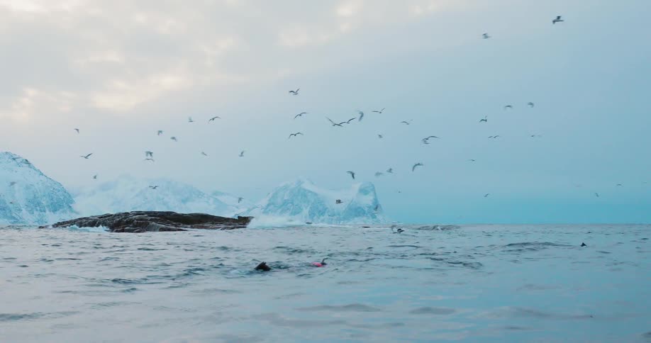 Birds are swimming above the ocean