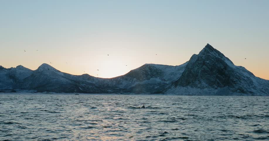 Birds fly about mountains lining the ocean at sunset