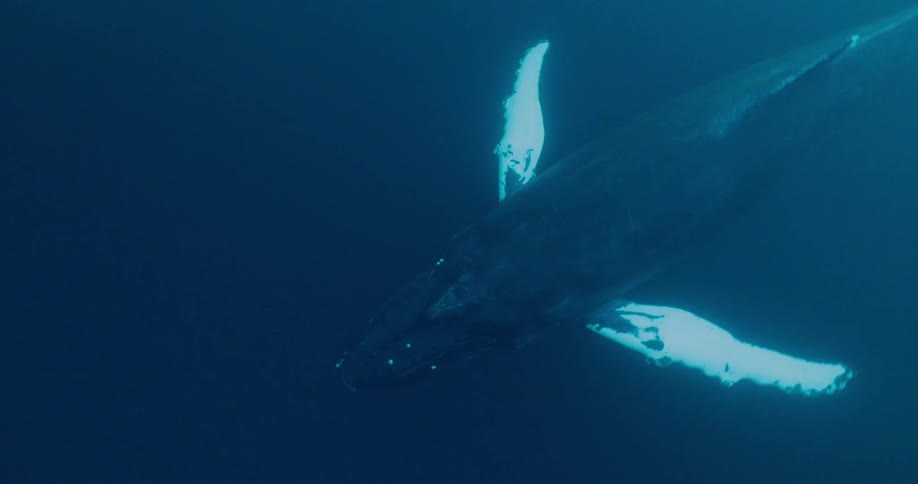 Whales swim in the ocean