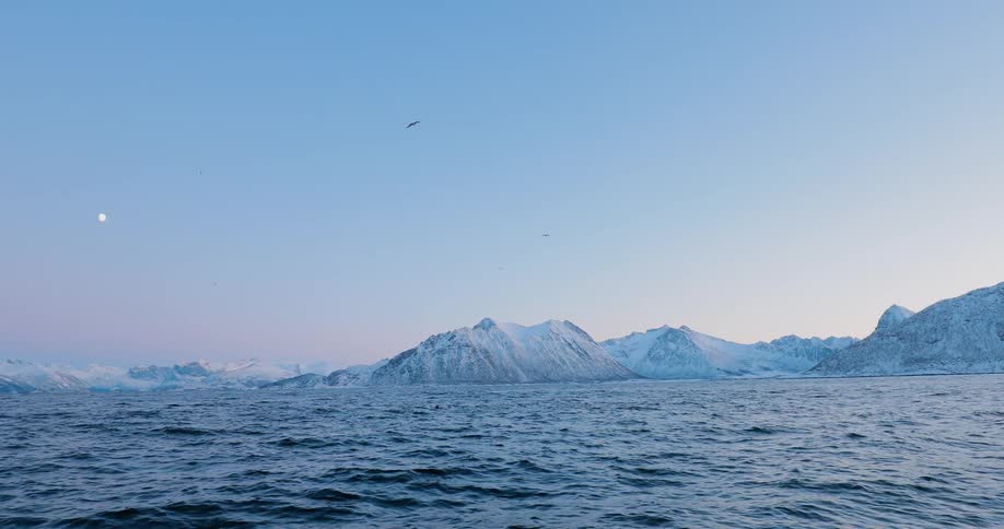 Birds fly over a snowy coast at sunrise