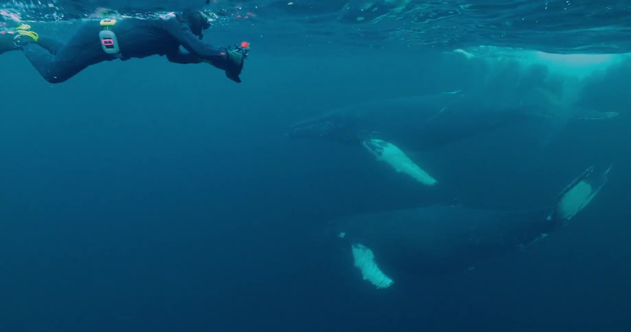 A diver films whales diving underwater