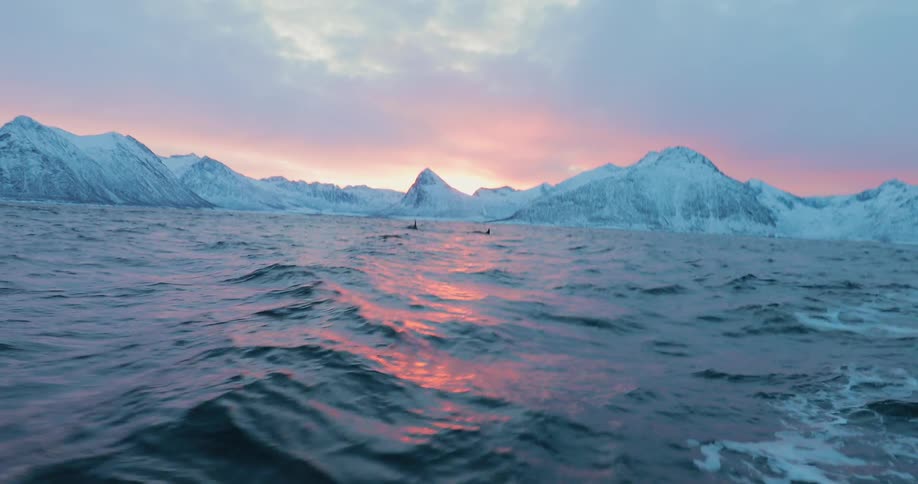 Whales are seen on the surface of choppy waters