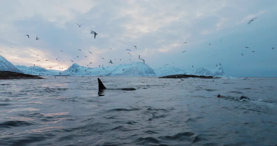 Seagulls are flying above a pod of killer whales and a diver on a winter day