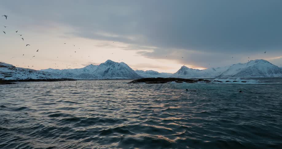 Birds fly over ocean near snowy mountains