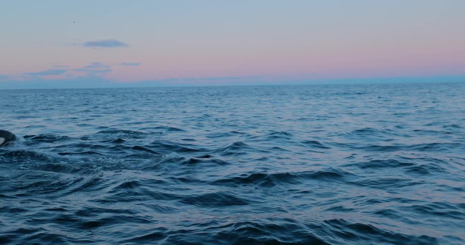 Killers whales are breaching and diving as they swim in the ocean at dusk