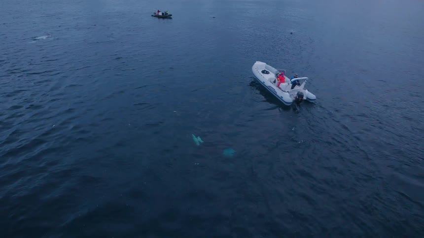 Killer whales surfacing next to some boats in a very cold area