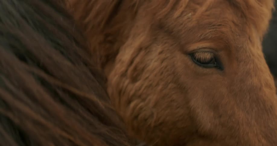 Wind whips the mane of a horse