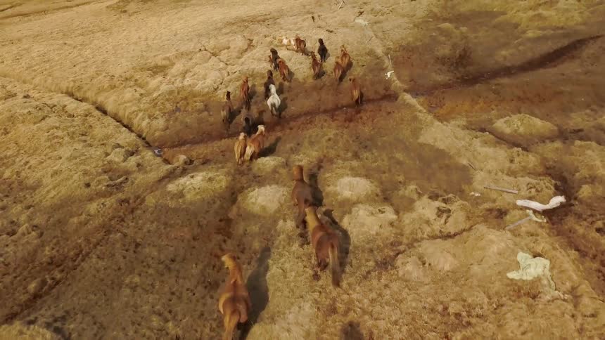 Wild horses gallop up the hillside