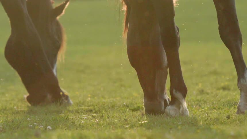 Horses graze in the field