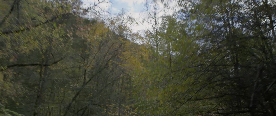 Green trees are lining a road that goes through the woods