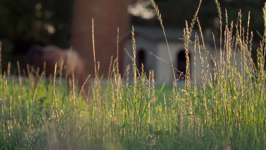 Horses graze in a green field