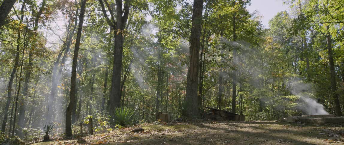 Haze lifts into the air in the forest