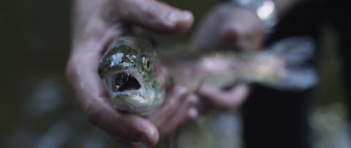 A man holds a live wet fish in his hands as the fish opens and closes its mouth