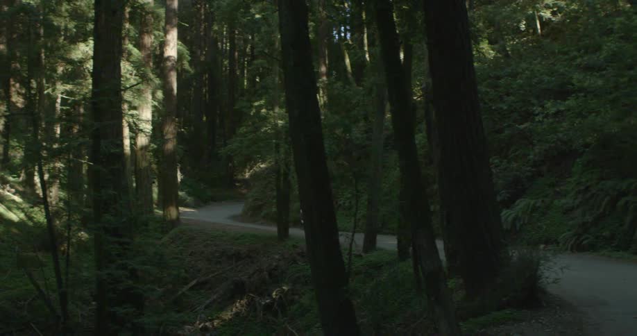 A white person rides a bike on a road through a thick forest