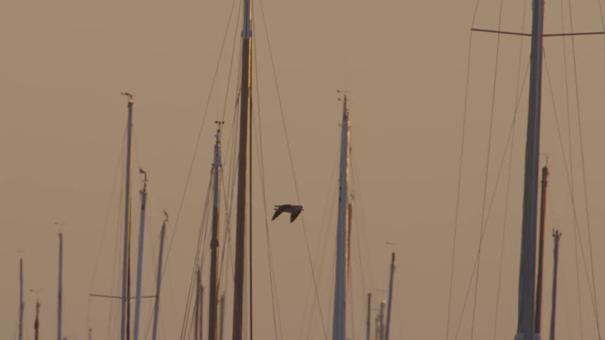 A seagull flying between boat masts