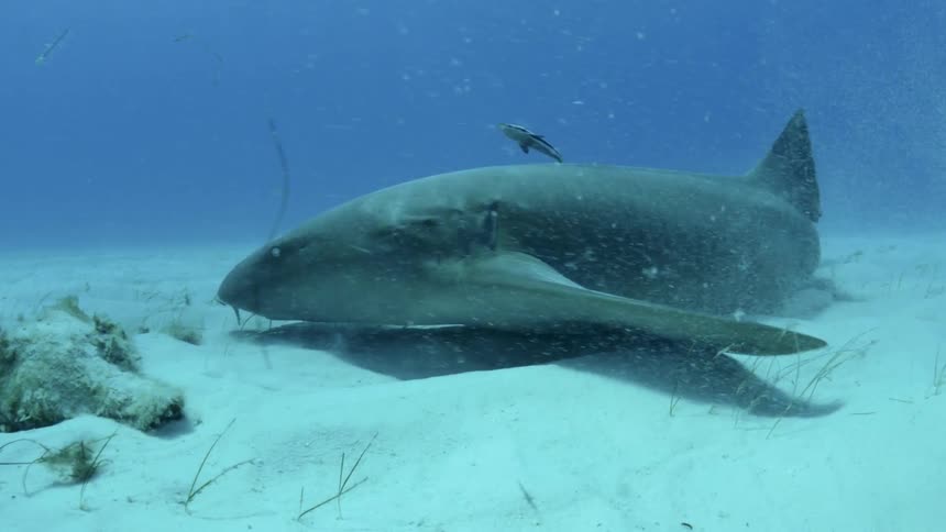 A large shark swims along the bottom of the ocean