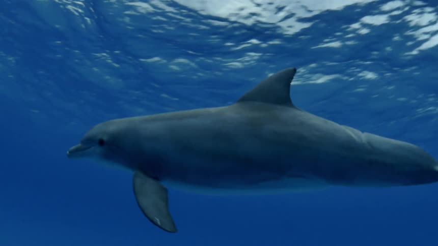 Dolphins swim underwater