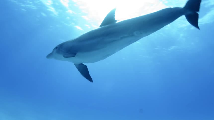 A dolphin is swimming under the water in daylight
